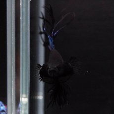 画像9: KCT　ブラックオーキッド (9)