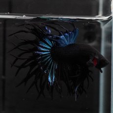 画像14: KCT　ブラックオーキッド (14)