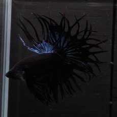画像3: KCT　ブラックオーキッド (3)