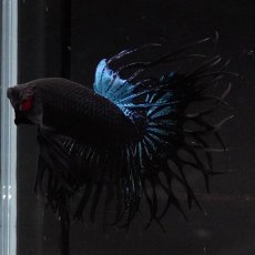 画像5: KCT　ブラックオーキッド (5)