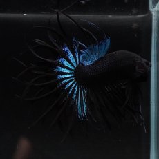 画像12: KCT　ブラックオーキッド (12)
