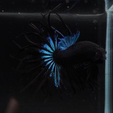 画像11: KCT　ブラックオーキッド (11)