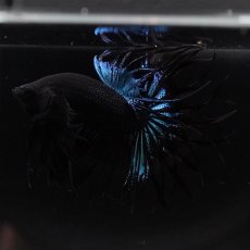 画像7: KCT　ブラックオーキッド (7)