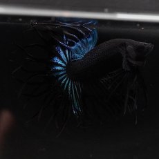 画像10: KCT　ブラックオーキッド (10)