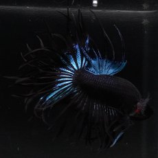 画像8: KCT　ブラックオーキッド (8)
