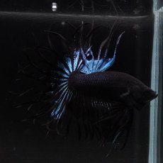 画像6: KCT　ブラックオーキッド (6)