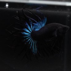 画像2: KCT　ブラックオーキッド (2)