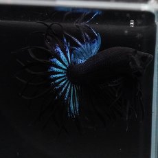 画像4: KCT　ブラックオーキッド (4)