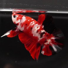 画像11: HMPK　鯉 (11)