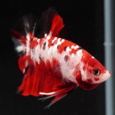 画像6: HMPK　鯉 (6)
