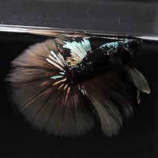 画像5: HM　イエローブラックスター (5)