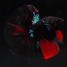 画像8: HM　ブラックスター (8)