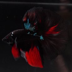 画像11: HM　ブラックスター (11)