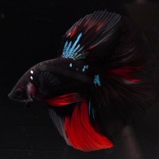 画像9: HM　ブラックスター (9)
