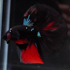画像5: HM　ブラックスター (5)