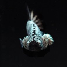 画像3: HMPK　ブラックサムライ (3)