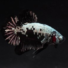 画像4: HMPK　ブラックサムライ (4)