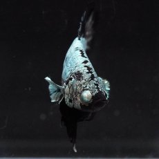 画像12: HMPK　ブラックサムライ (12)