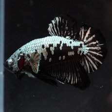 画像5: HMPK　ブラックサムライ (5)