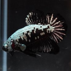 画像2: HMPK　ブラックサムライ (2)