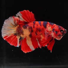 画像5: HMPK　キャンディ (5)