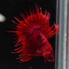 画像9: CT　ファンシーレッド (9)