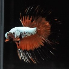 画像5: CT　プラチナオレンジドラゴン (5)
