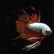 画像2: CT　プラチナオレンジドラゴン (2)