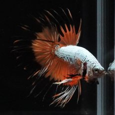 画像8: CT　プラチナオレンジドラゴン (8)