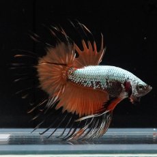 画像6: CT　プラチナオレンジドラゴン (6)