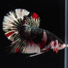 画像3: HMPK　鯉カッパー (3)