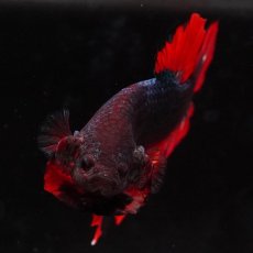 画像3: HMPK　ブラックキャンディ (3)