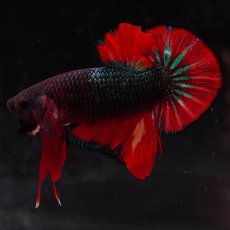 画像6: HMPK　ブラックキャンディ (6)