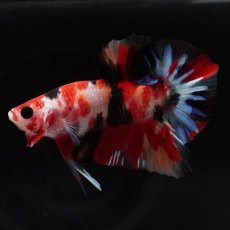 画像2: HMPK　キャンディ (2)