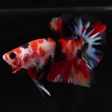 画像5: HMPK　キャンディ (5)