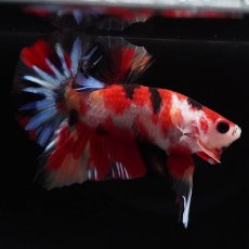 画像4: HMPK　キャンディ (4)