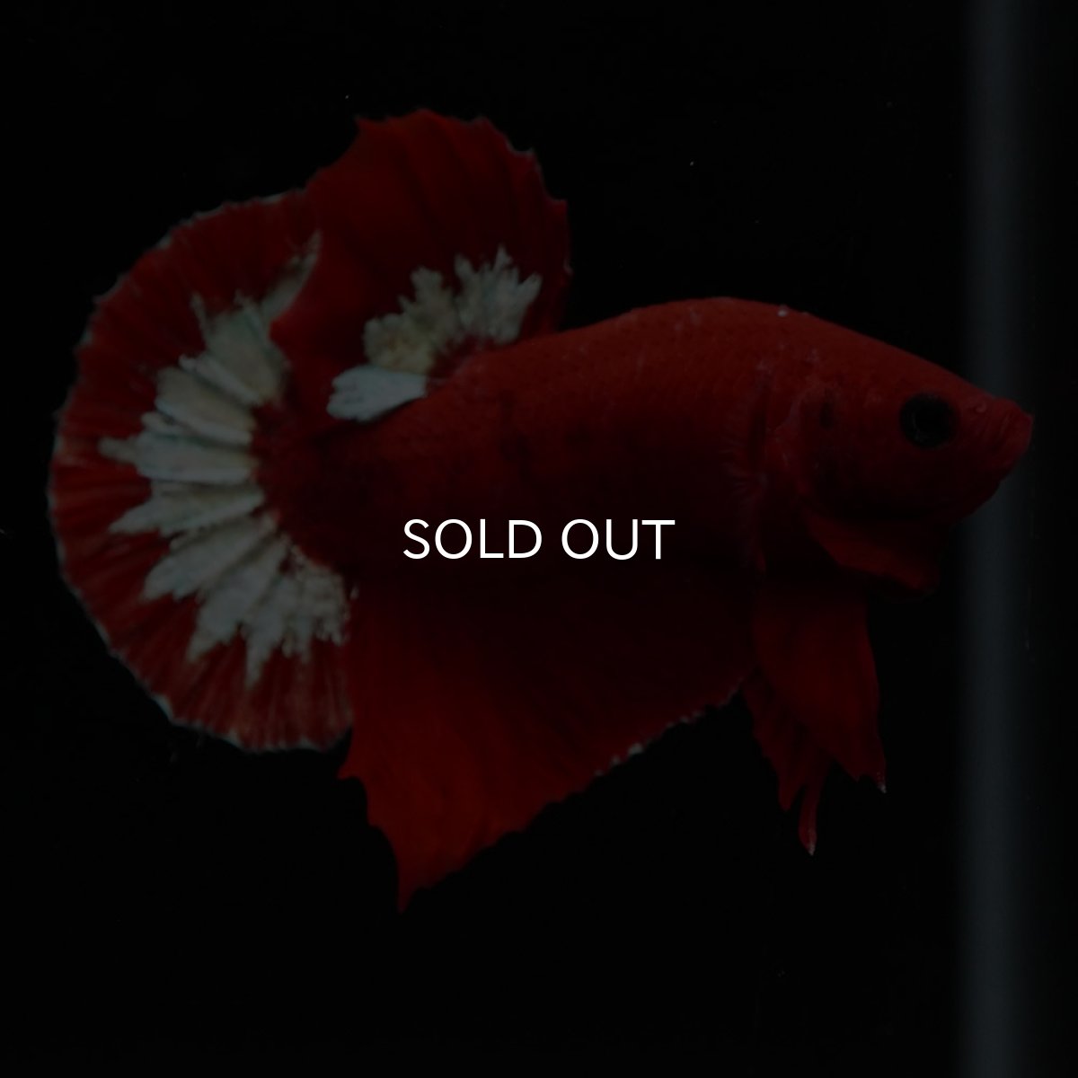 画像7: HMPK　ヘルボーイ (7)