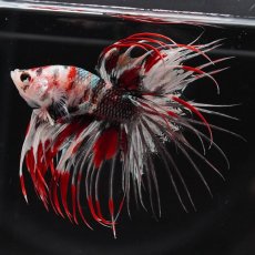 画像2: CT　鯉カッパー (2)