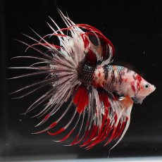 画像1: CT　鯉カッパー (1)