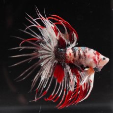 画像3: CT　鯉カッパー (3)