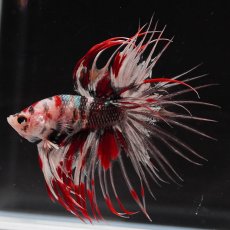 画像8: CT　鯉カッパー (8)