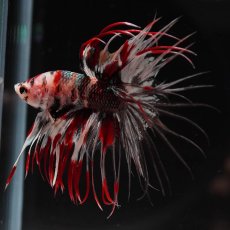 画像4: CT　鯉カッパー (4)