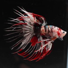 画像9: CT　鯉カッパー (9)
