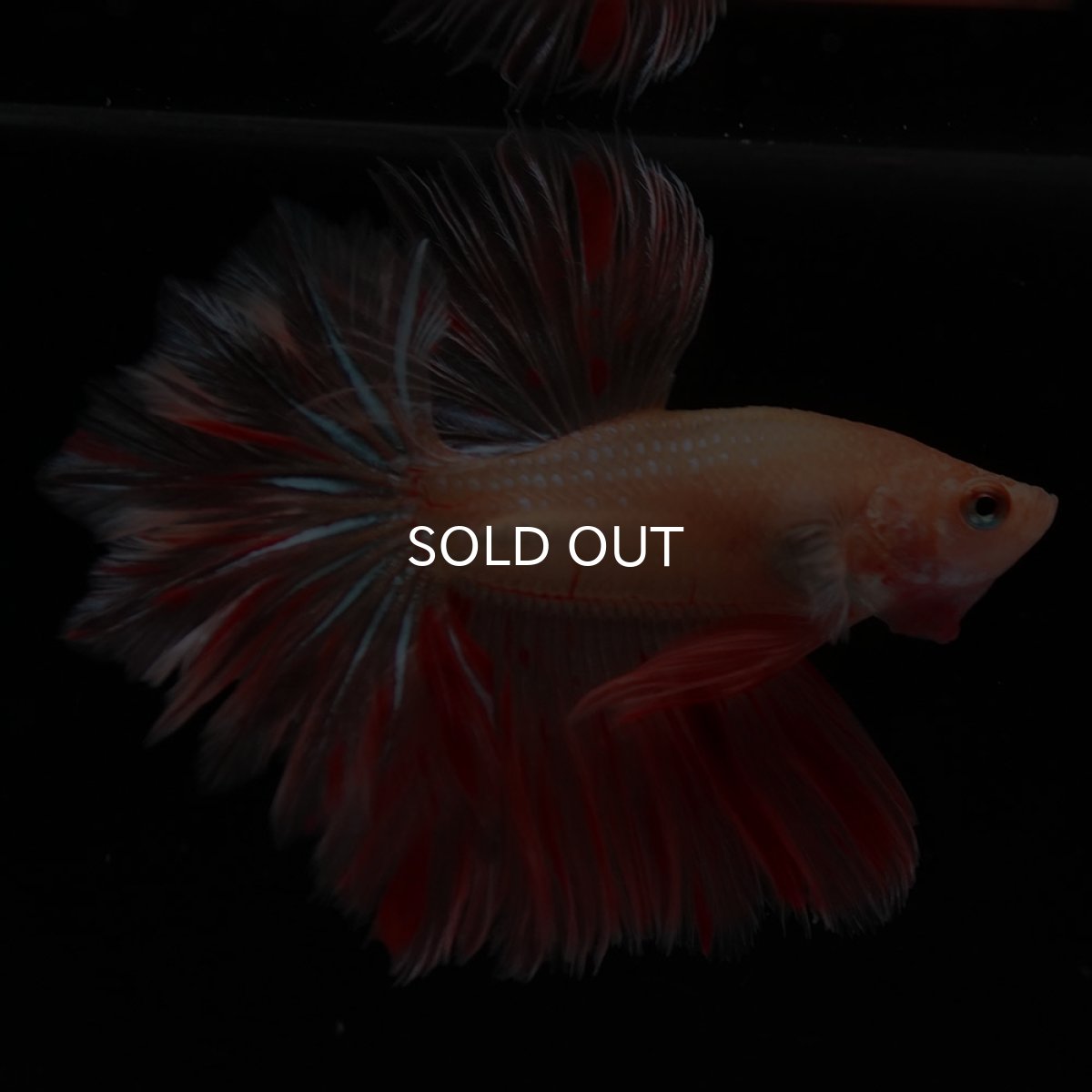 画像5: HM　アルマゲドン　フェザーテール (5)
