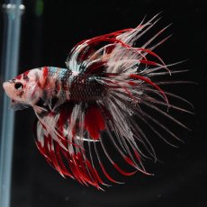 画像6: CT　鯉カッパー (6)