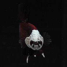 画像6: HMPK　ブラックレッドサムライ (6)