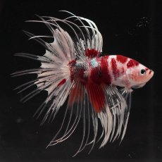 画像9: CT　鯉カッパー (9)