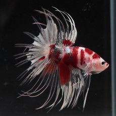 画像6: CT　鯉カッパー (6)
