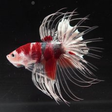 画像2: CT　鯉カッパー (2)