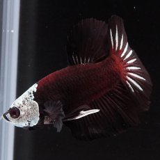 画像2: HMPK　ブラックレッドサムライ (2)